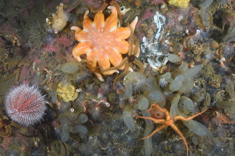 Scottish sea loch - Habitat Scenes