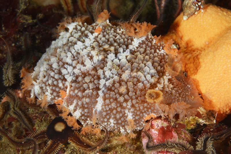 Tritonia hombergi - Sea Slugs & Sea Hares (Nudibranchs etc)