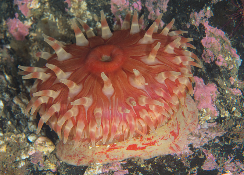 Urticina eques - Anemones (Anthozoa)