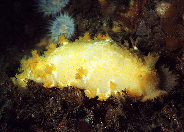 Tritonia hombergii - Sea Slugs & Sea Hares (Nudibranchs etc)