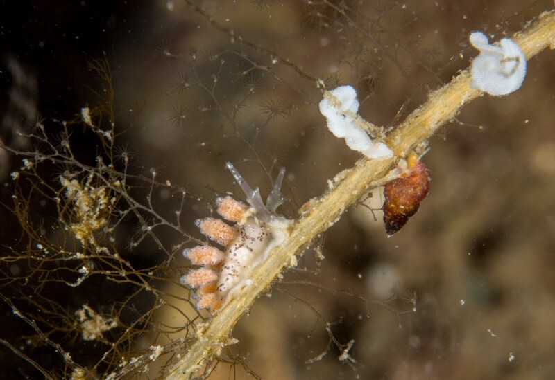 Doto sp. - Sea Slugs & Sea Hares (Nudibranchs etc)