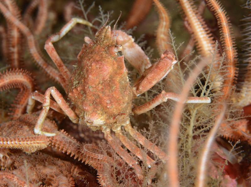 Hyas coarctatus - Crabs, Lobsters, Shrimps & Prawns etc (Crustacea)