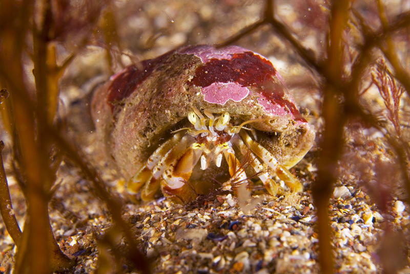 Pagurus bernardus - Crabs, Lobsters, Shrimps & Prawns etc (Crustacea)