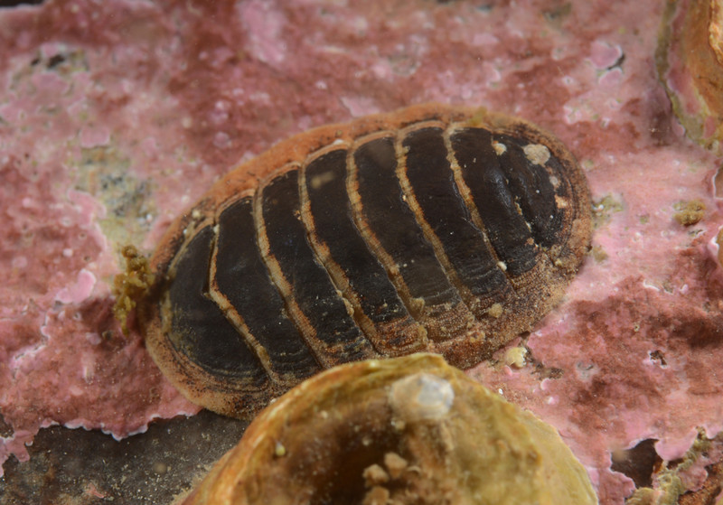 Leptochiton asellus - Sea Snails, Bivalves & Lamp Shells (Mollusca etc)