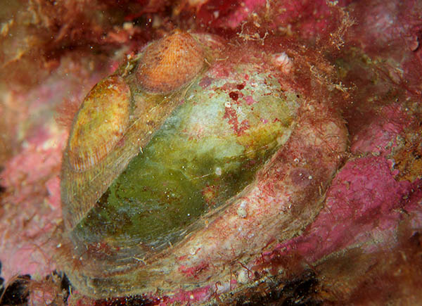 Crepidula fornicata - Sea Snails, Bivalves & Lamp Shells (Mollusca etc)