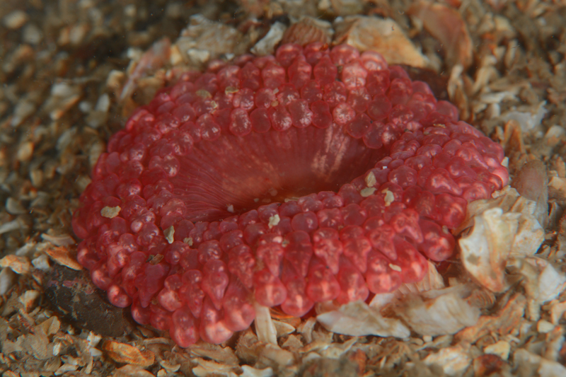 Capnea sanguinea - Anemones (Anthozoa)