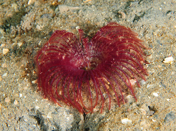 Acromegalomma vesiculosum - Worms (from various groups)