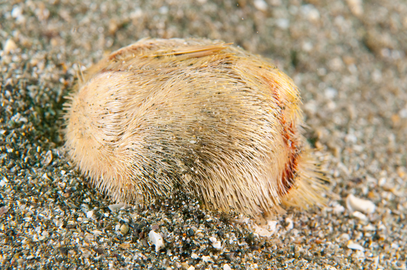 Echinocardium cordatum - Sea Urchins (Echinodermata)