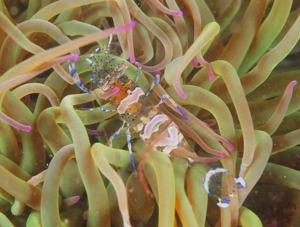 Periclimenes sagittifer - Crabs, Lobsters, Shrimps & Prawns etc (Crustacea)