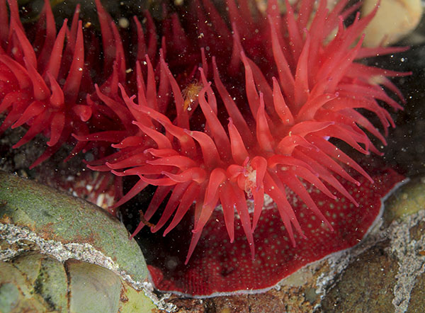 Actinia fragacea - Anemones (Anthozoa)