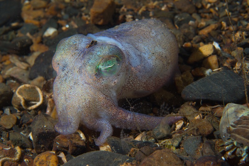 Rossia macrosoma - Octopus, Squid & Cuttlefish (Cephalopoda)
