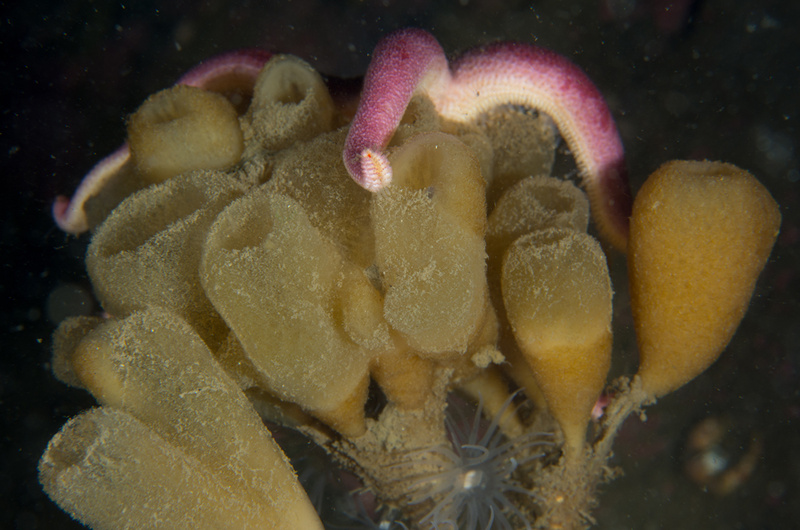 Haliclona urceolus - Sponges (Porifera)