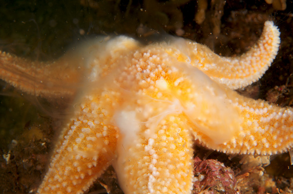 Asterias rubens spawning - Starfish (Echinodermata)