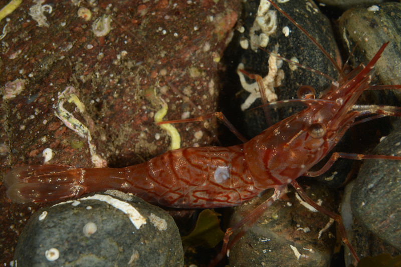Pandalus montagui - Crabs, Lobsters, Shrimps & Prawns etc (Crustacea)