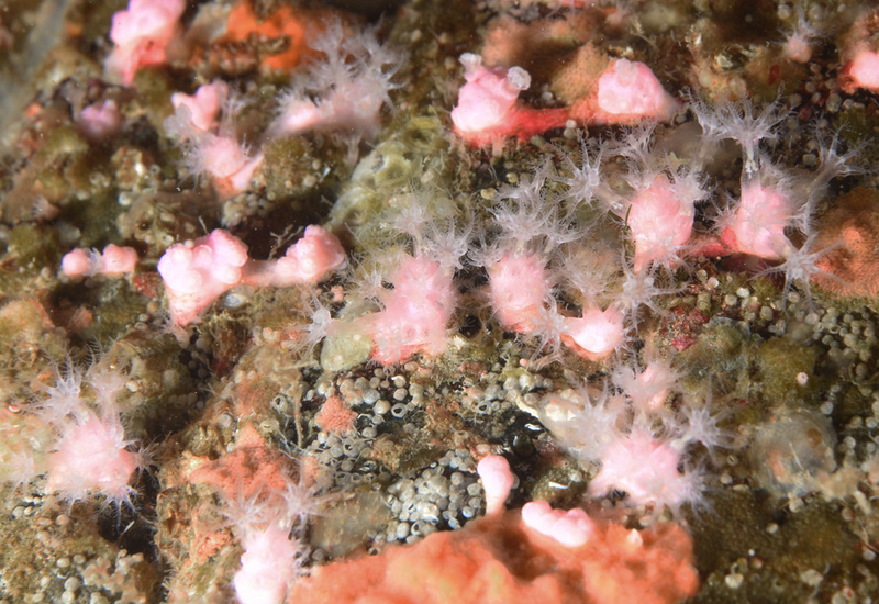 Alcyonium hibernicum - Corals (Anthozoa)