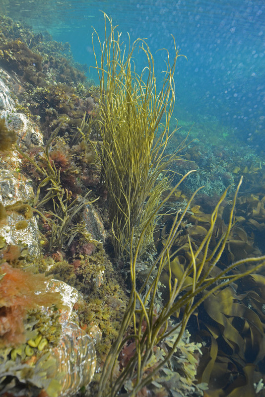 Shallow rocky reef - Habitat Scenes