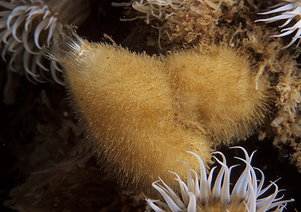 Sycon ciliatum - Sponges (Porifera)