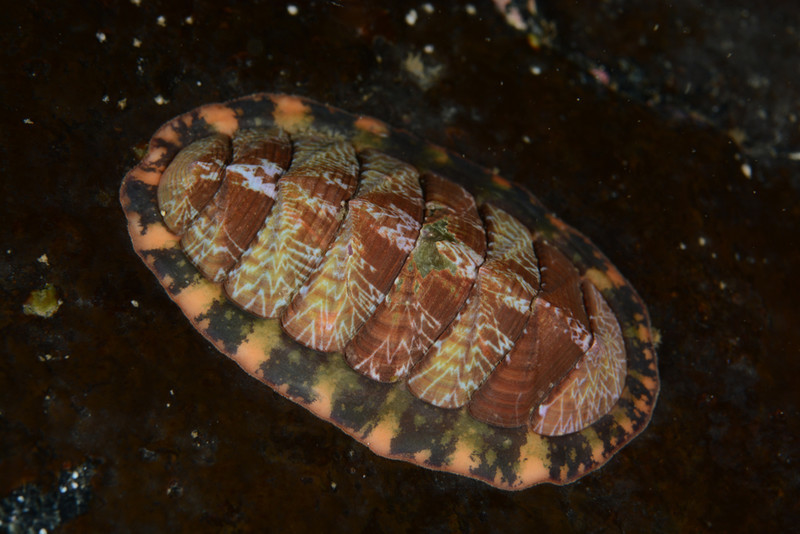 Tonicella marmorea - Sea Snails, Bivalves & Lamp Shells (Mollusca etc)