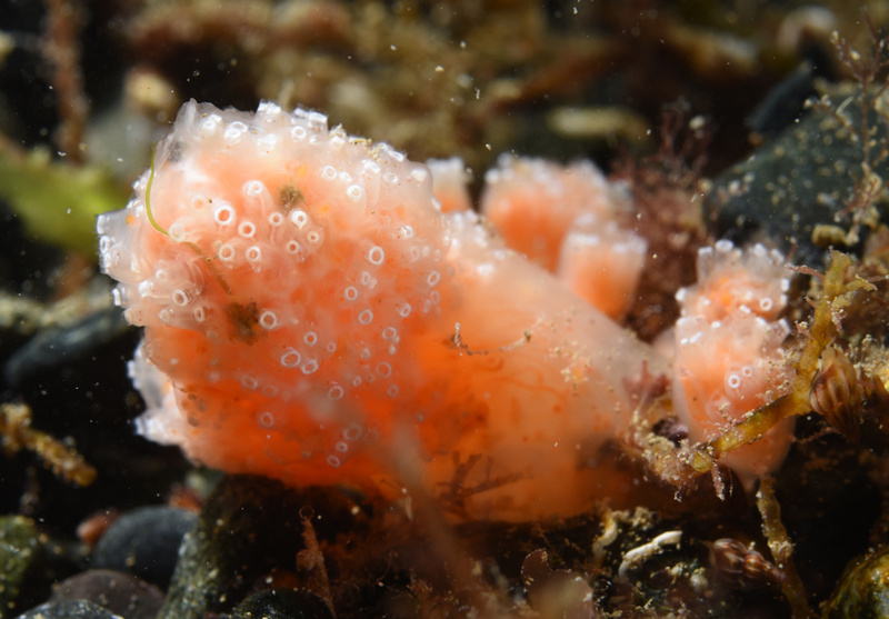 Aplidium ocellatum - Sea Squirts (Tunicata)