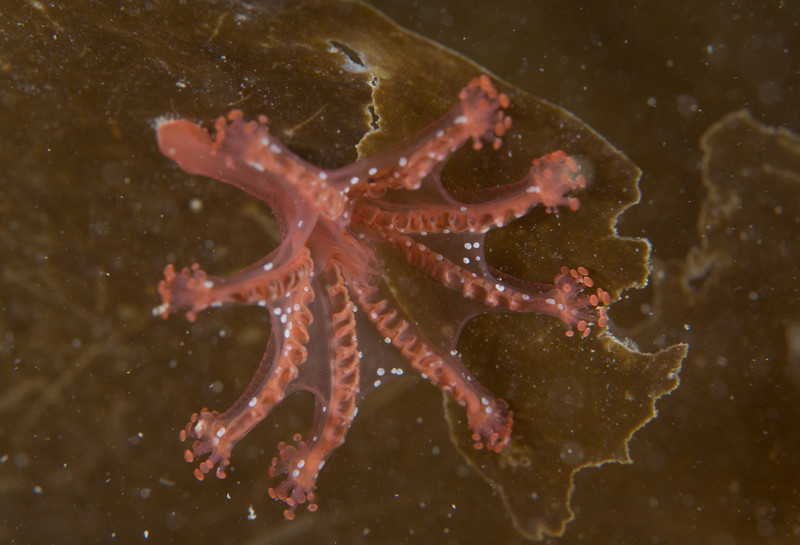 Calvadosia campanulata - Jellyfish and 'jelly-like' animals