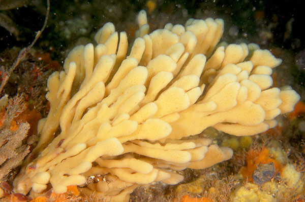 Haliclona oculata - Sponges (Porifera)