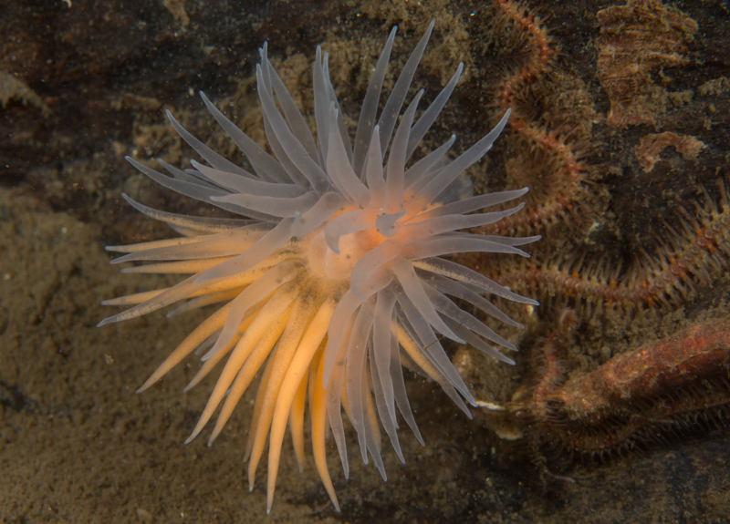 Protanthea simplex - Anemones (Anthozoa)