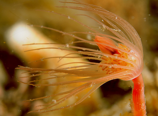 Tubularia larynx - Sea Firs (Hydrozoa)