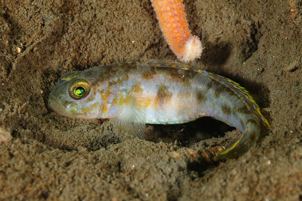 Lesueurigobius friesii - Fishes – bony and cartilagous (Pisces)