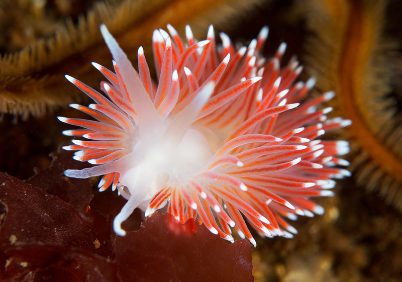 Carronella pellucida - Sea Slugs & Sea Hares (Nudibranchs etc)
