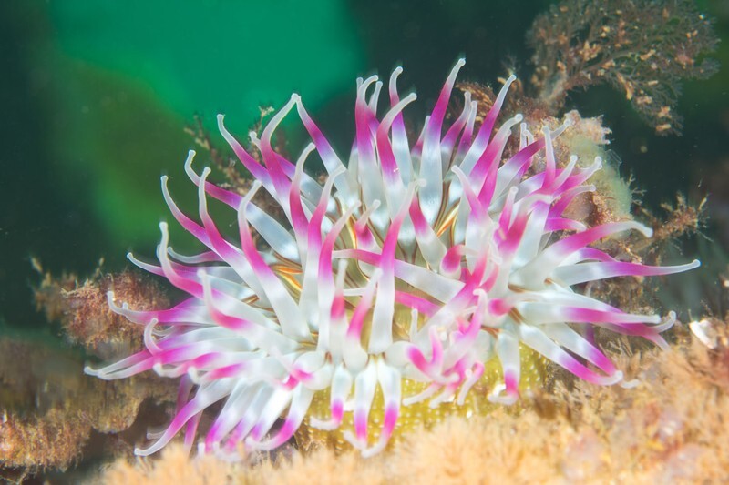 Urticina felina - Anemones (Anthozoa)