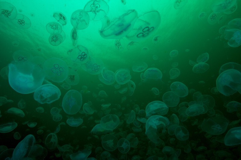 Aurelia aurita - Jellyfish and 'jelly-like' animals