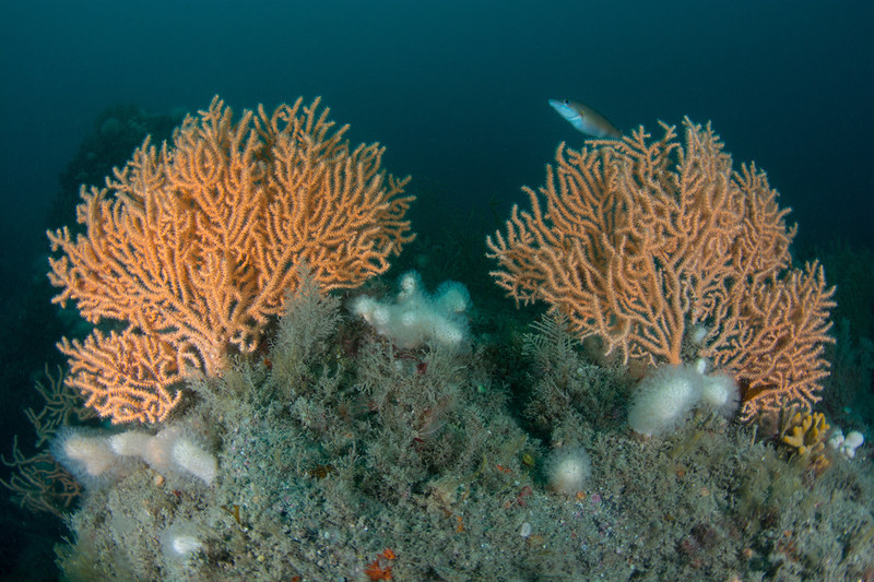 Eunicella verrucosa - Corals (Anthozoa)