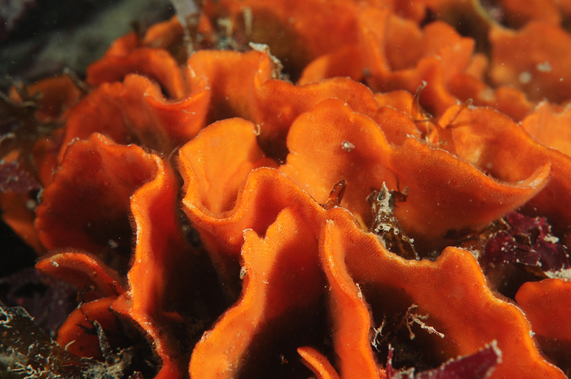 Pentapora foliacea - Sea Mats (Bryozoa)