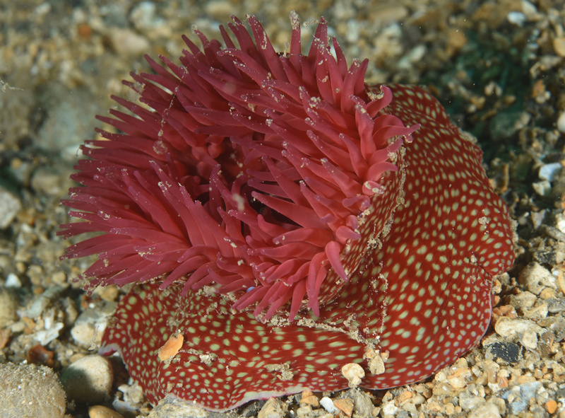 Actinia fragacea - Anemones (Anthozoa)