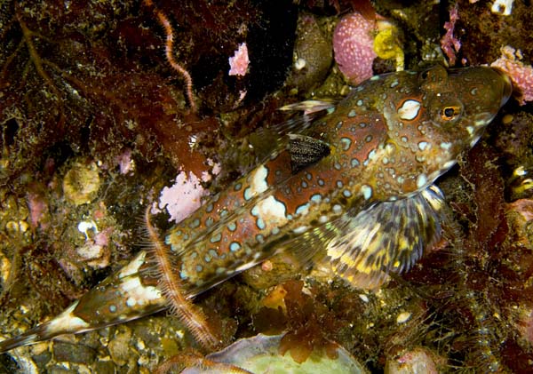 Callionymus reticulatus - Fishes – bony and cartilagous (Pisces)