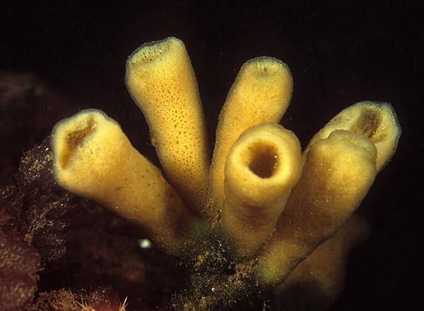 Haliclona urceolus - Sponges (Porifera)
