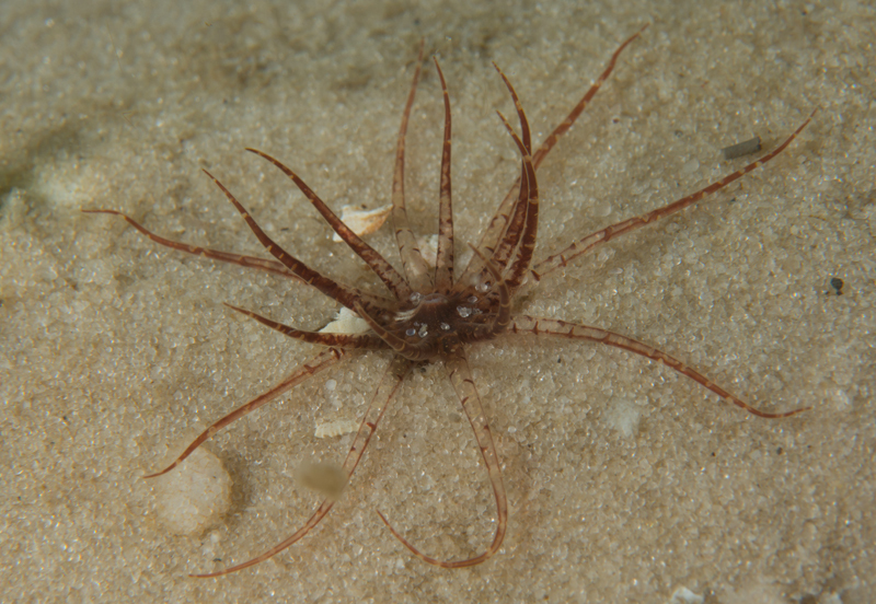 Edwardsia claparedii - Anemones (Anthozoa)