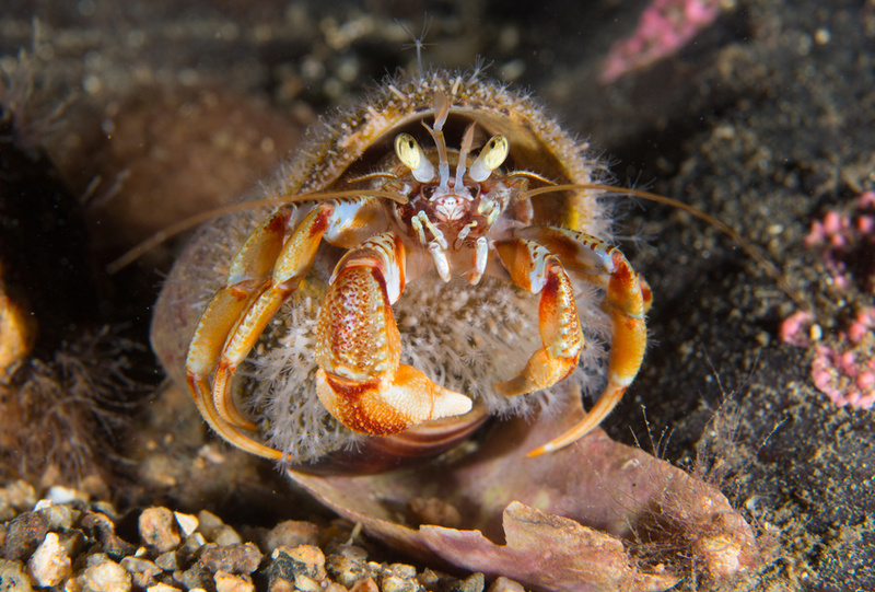 Hydractinia echinata