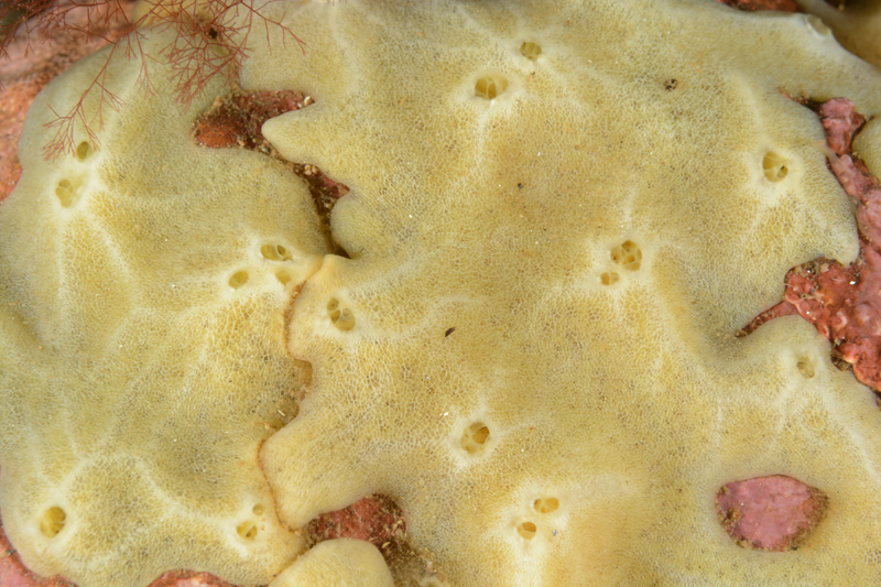 sponge - HELP! - Identification Required