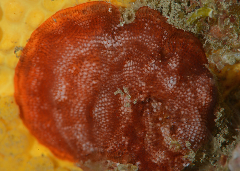 Schizobrachiella sanguinea - Sea Mats (Bryozoa)