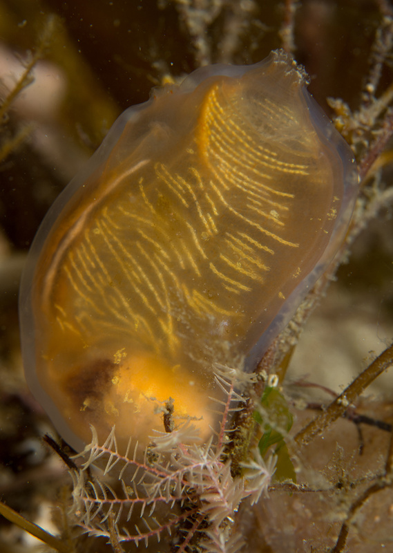 Corella parallelogramma - Sea Squirts (Tunicata)