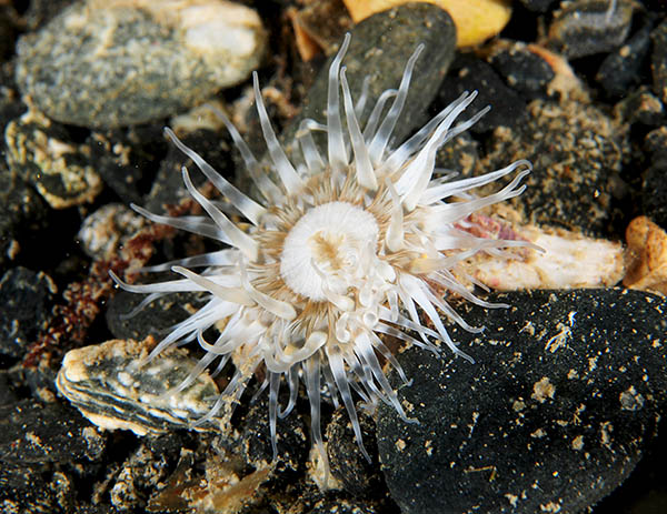 Sagartia troglodytes - Anemones (Anthozoa)