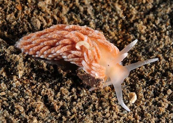 Aeolidiella cf. glauca (TBC) - Sea Slugs & Sea Hares (Nudibranchs etc)