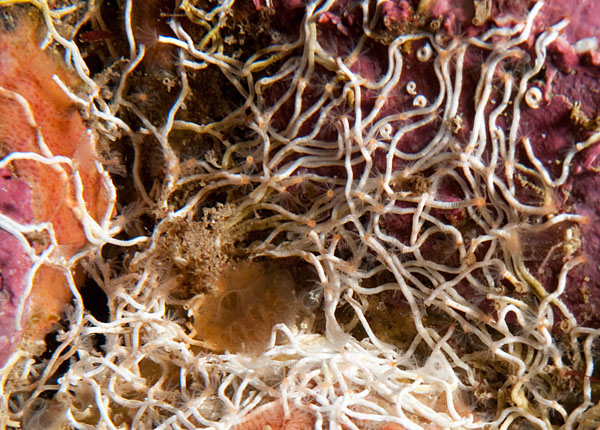 Salmacina dysteri or Filograna implexa - Worms (from various groups)