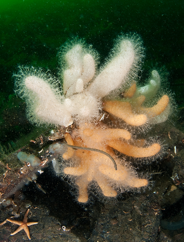 Alcyonium digitatum - Corals (Anthozoa)