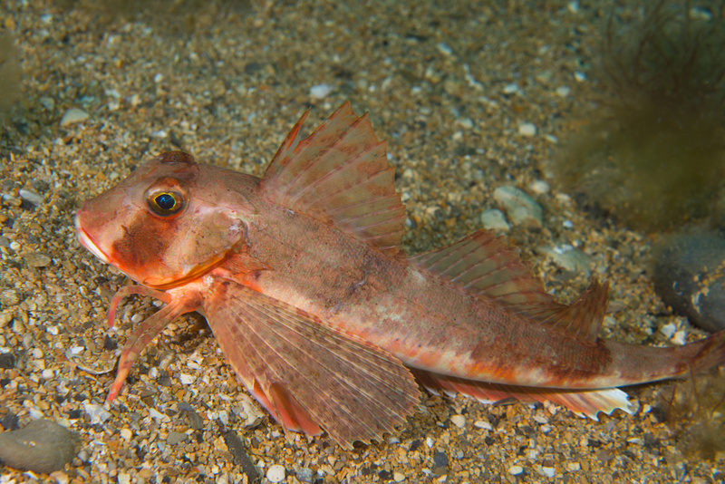 Chelidonichthys lastoviza - Fishes – bony and cartilagous (Pisces)