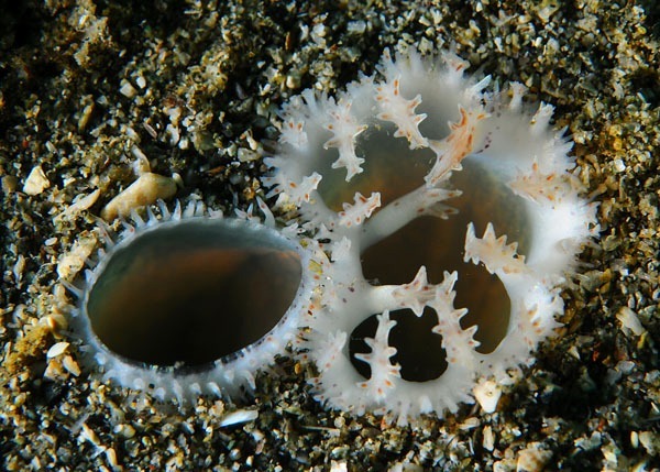 8 - HELP! - Identification Required