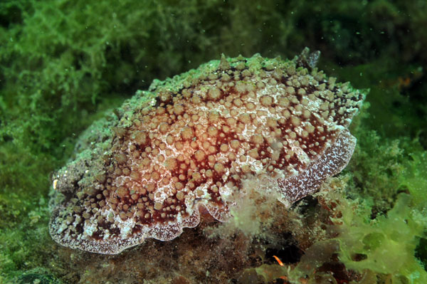 Pleurobranchus membranaceus - Sea Slugs & Sea Hares (Nudibranchs etc)
