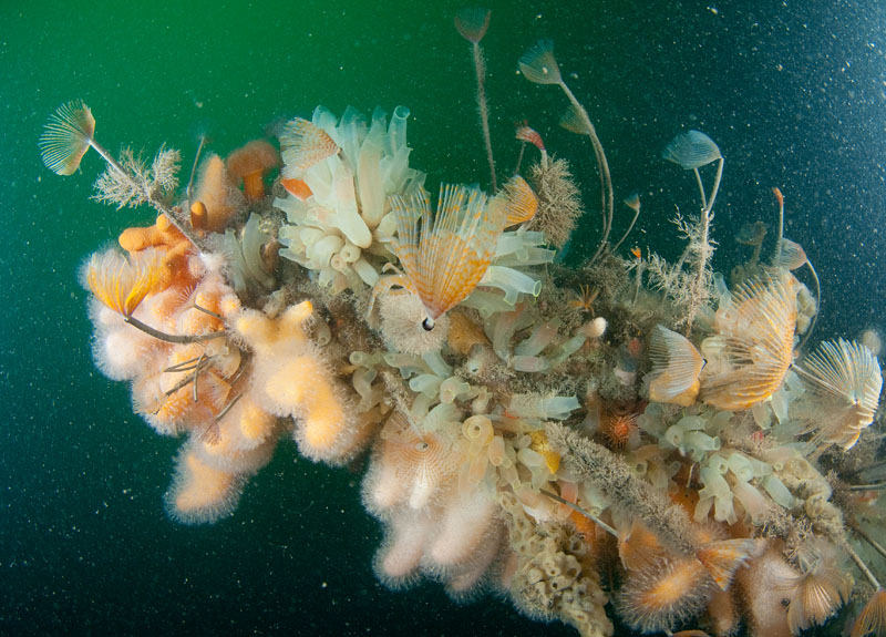 Marine life clings to promontory of ship wreck 2 - Habitat Scenes