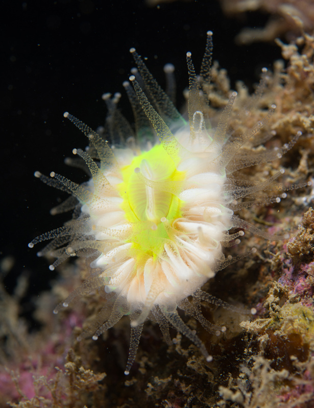 Caryophyllia smithii - Corals (Anthozoa)